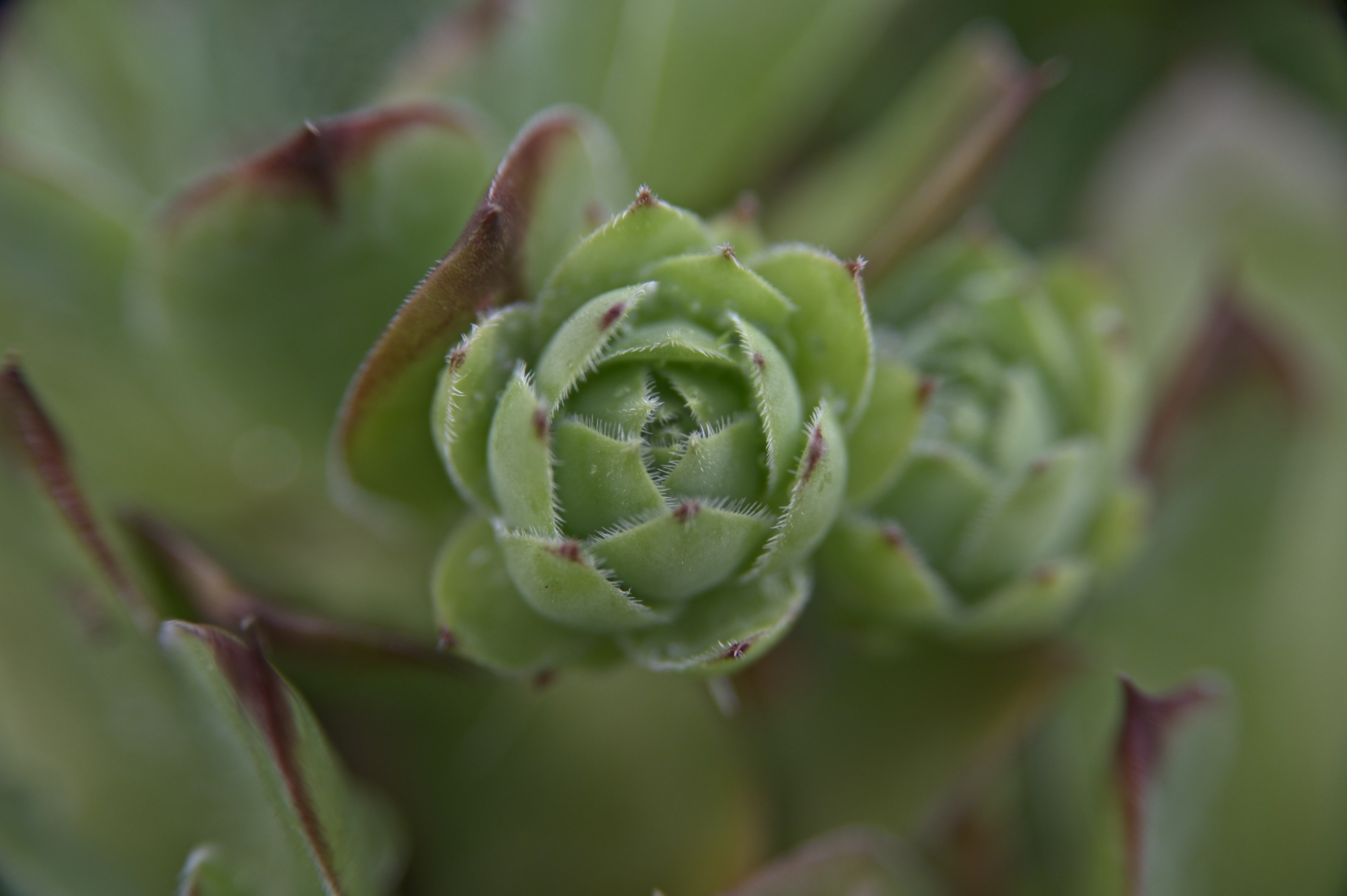 Nestled Greens